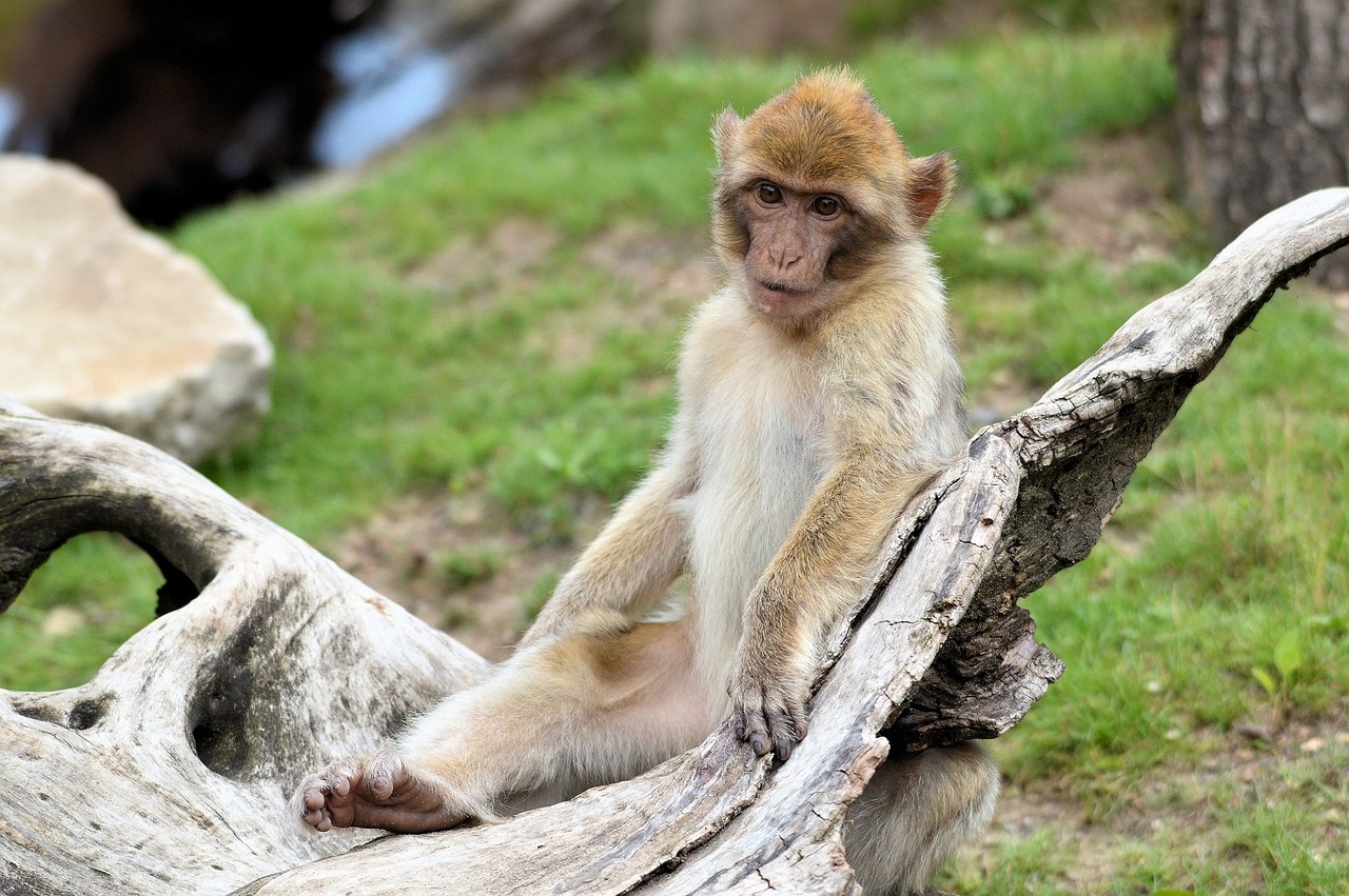 香港動(dòng)植物公園一周內(nèi)十只猴子死亡事件揭秘，深度剖析與反思