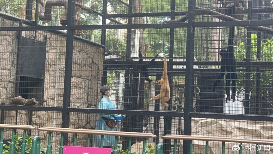 香港動植物公園一周內(nèi)驚現(xiàn)十只猴子離奇死亡事件揭秘