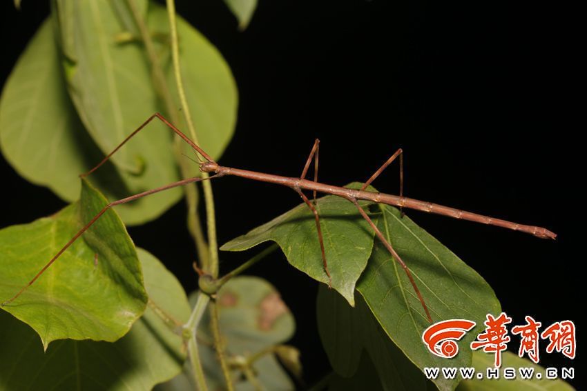 秦嶺發(fā)現(xiàn)新物種，秦嶺缺翅螳的奇跡之旅和探索之旅