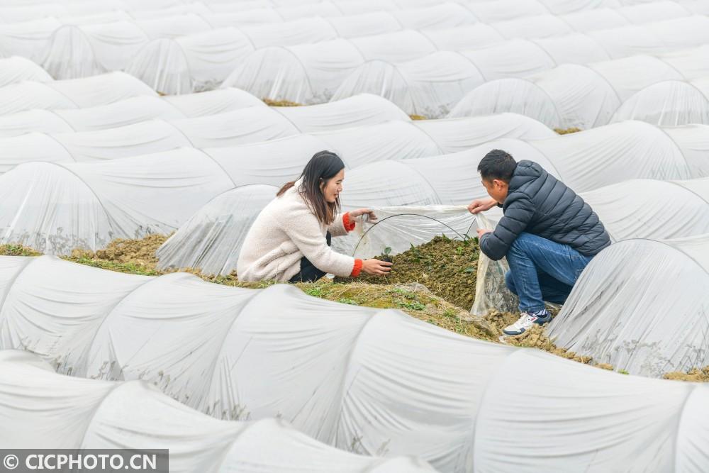 酉陽房源出租詳解，優(yōu)質(zhì)房源一覽無余